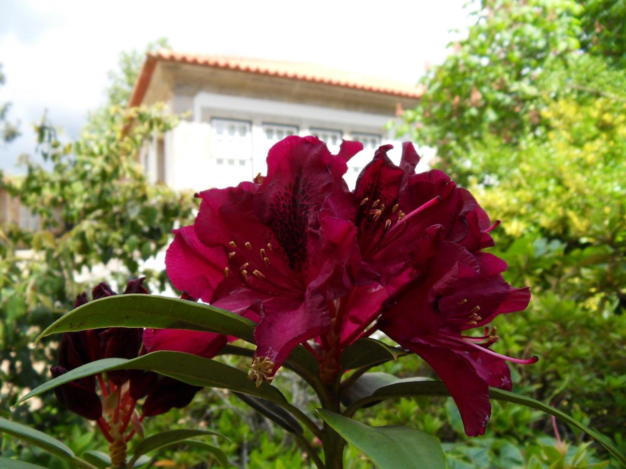 Quinta Do Bento Novo - Casa De Campo - Turismo Rural Viana do Castelo Ngoại thất bức ảnh